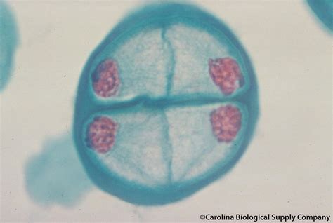 Lily pollen meiosis, telophase II | Lilium sp. By downloadin… | Flickr