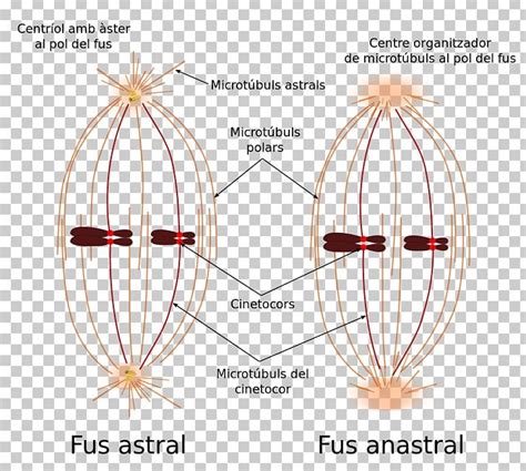 Spindle Apparatus Mitosis Microtubule Kinetochore PNG, Clipart, Anaphase, Angle, Catalan ...