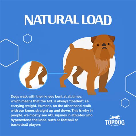 The 5 Reasons So Many Dogs Tear Their ACL | TopDog Health