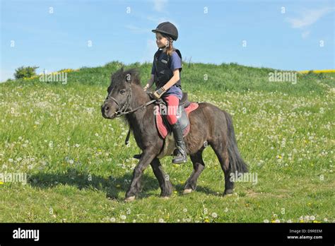 Girl wearing a body protector on back of a Shetland Pony riding in a ...