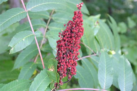 Poison Sumac – Identification | Walter Reeves: The Georgia Gardener