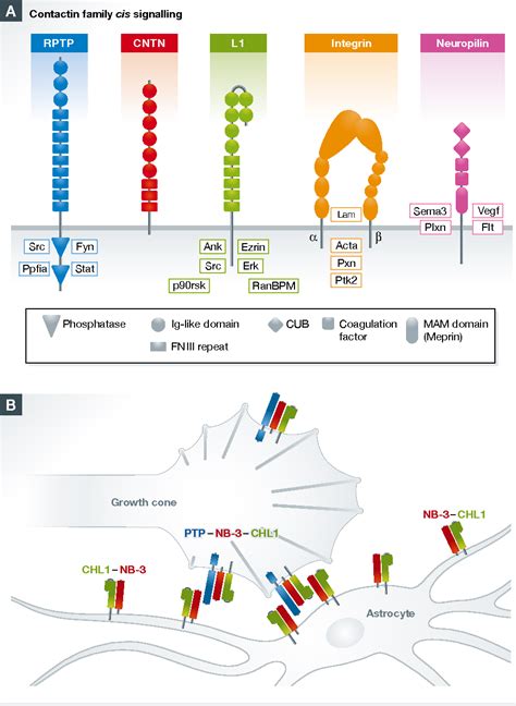 Figure 1 from Messages from forgotten friends: classic cell adhesion ...