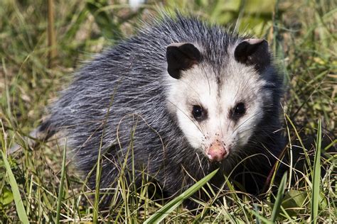 Opossum | The Virginia opossum is the only marsupial indigen… | Flickr