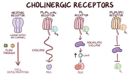 Cholinergic receptors - Osmosis