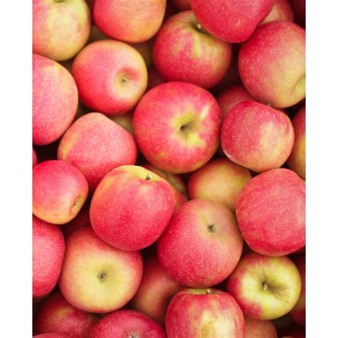 Cripps Pink Apple, Pink Lady Tree » Store » Tomorrow's Harvest