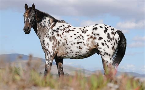 Cavalo Appaloosa | Appaloosa horses, Horse breeds, Standardbred horse