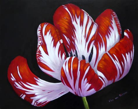 Semper Augustus Tulip, Painting by Lily Van Bienen | Artmajeur