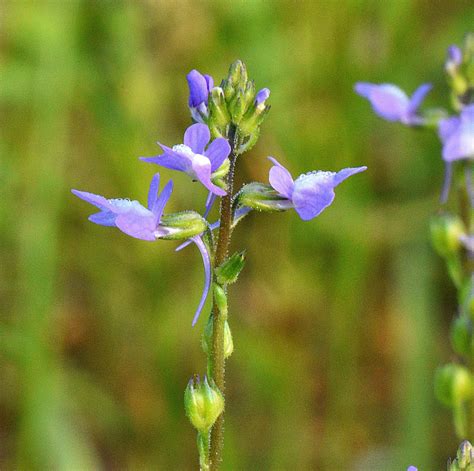 Den'sphotogallery: New hampshire Wildflowers In F-2.8