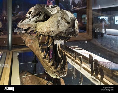 The real fossil skull of famous "Sue" the T. Rex in display. The Field Museum, Chicago, Illinois ...