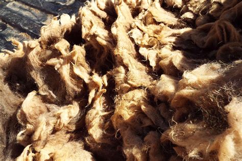 Raw Navajo-churro Sheep Wool Tan / Gray 6 Ounces of Raw - Etsy | Navajo churro, Navajo churro ...