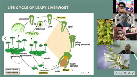 LEAFY LIVERWORT LIFE CYCLE - YouTube