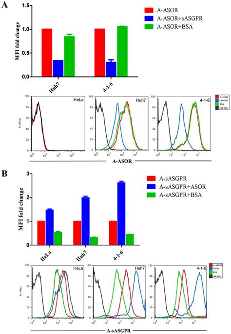 Ligands binding assay. The binding of fluorescence labeled A-ASOR (A)... | Download Scientific ...