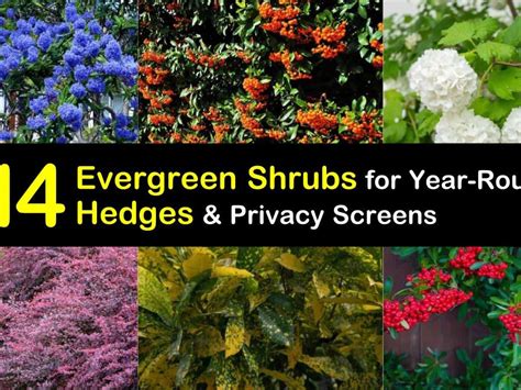 Deer Resistant Evergreen Shrubs Zone 7