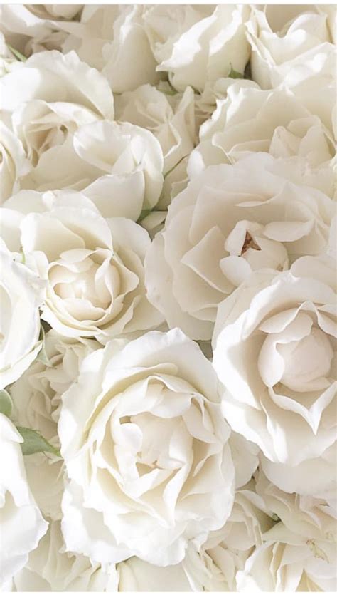 Pin by iker martos on plantas | Flower aesthetic, Flower background wallpaper, White roses wallpaper