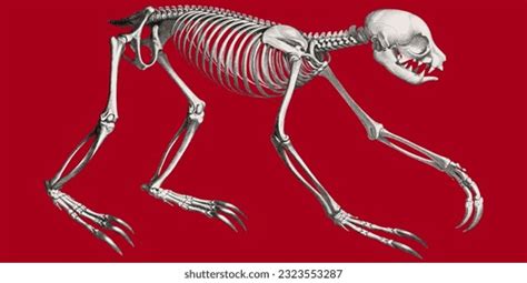 Skeleton Sloth Royalty-Free Images, Stock Photos & Pictures | Shutterstock