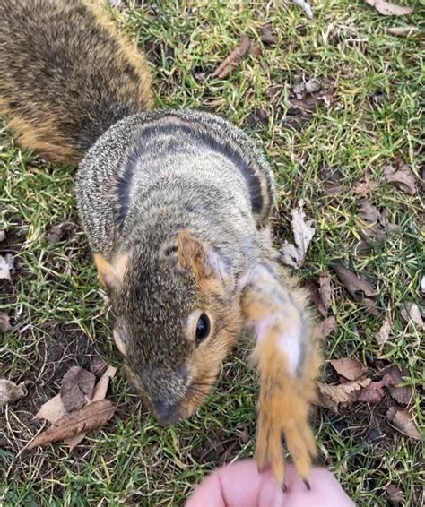 squirrel appreciation day! uni squirrel’s mange is healing! : r/squirrels