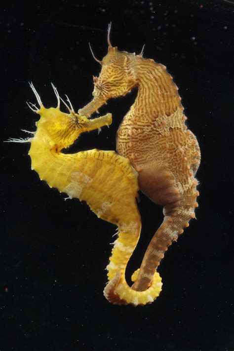 Seahorses, Seahorse Pictures, Seahorse Facts - National Geographic | Seahorse, Ocean creatures ...