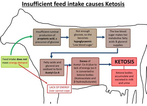 Farm Health Online – Animal Health and Welfare Knowledge Hub – Ketosis