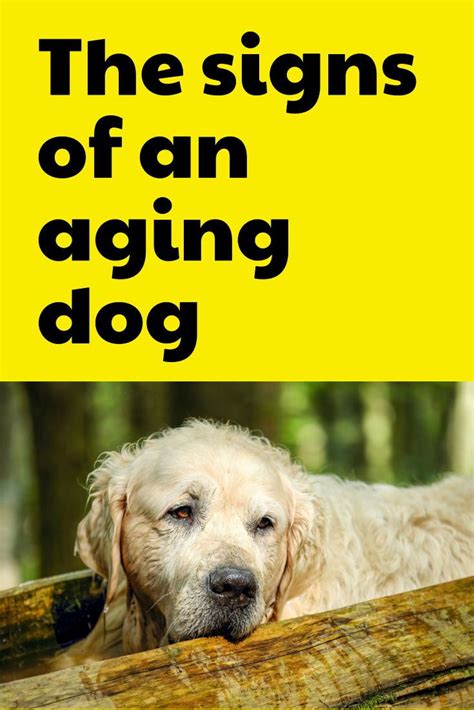 The signs of an aging dog: Senior dogs have more health concerns than younger dogs, but they can ...