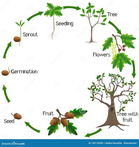 Life Cycle of a Oak Tree on a White Background. Illustration de Vecteur - Illustration du fruits ...