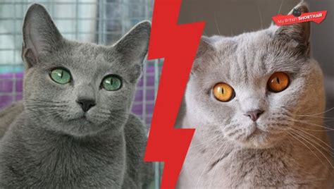 British Shorthair Vs Russian Blue - My British Shorthair