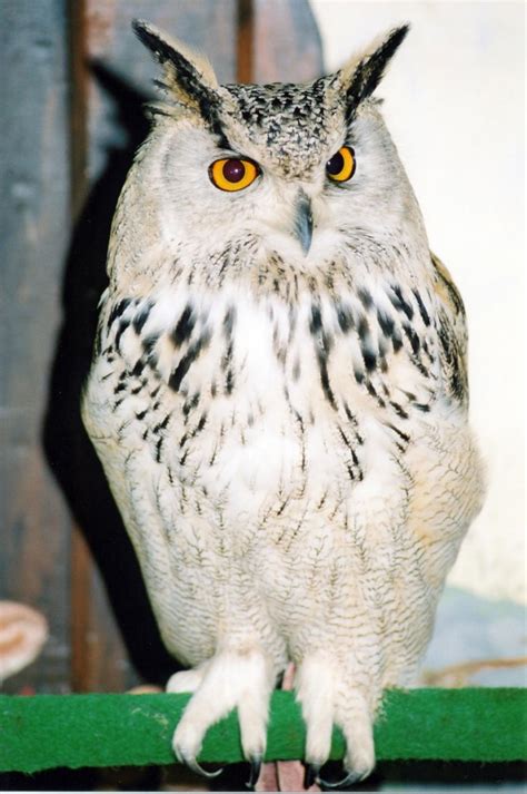 Siberian/Turkmenian Eagle Owl - Screech Owl Sanctuary & Animal Park