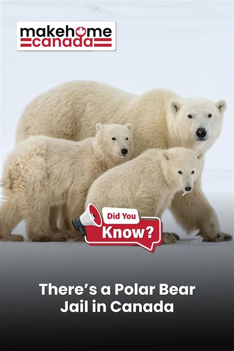 Churchill is known to be a polar bears town, with nearly 800 of them living in its proximity ...