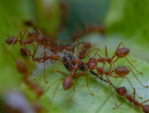 Fire Ant Raft Formation: Experts Warn Rare Ant Behavior Shows Potential ...