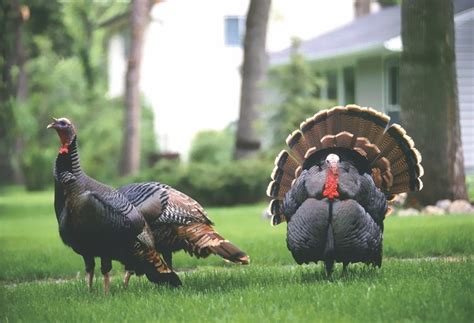 Wild turkey conservation at the forefront of NWTF banquet - The Clanton ...