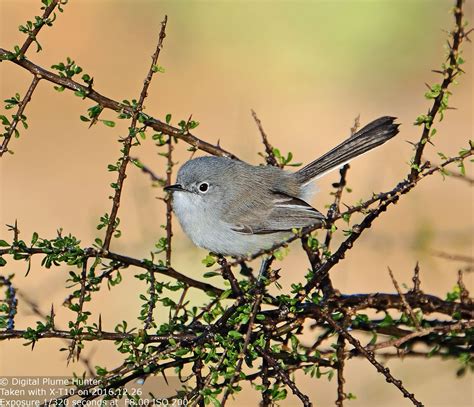 Hunting Digital Plumes in the US and Beyond: Songbirds of the Sonoran ...