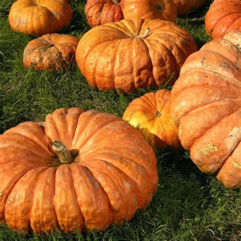 Organic Pumpkin: Cinderella Seeds (5g) - Heirloom, Non-GMO – My Patriot Supply