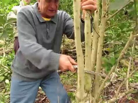 Yerba Mate Farming: manual harvesting with Darci - YouTube