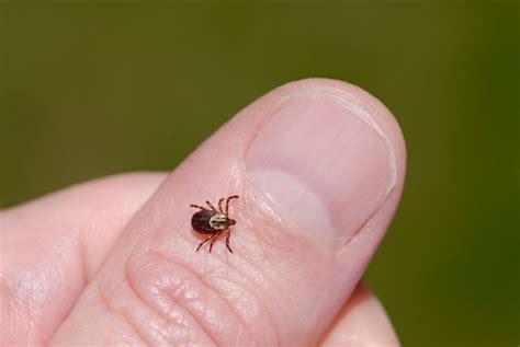 Female American dog tick, Dermacentor variabilis, also known as the wood tick - Country Life