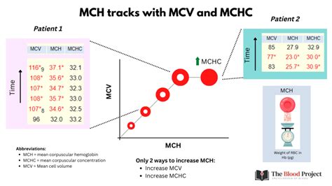 Mean Corpuscular Hemoglobin (MCH) • The Blood Project