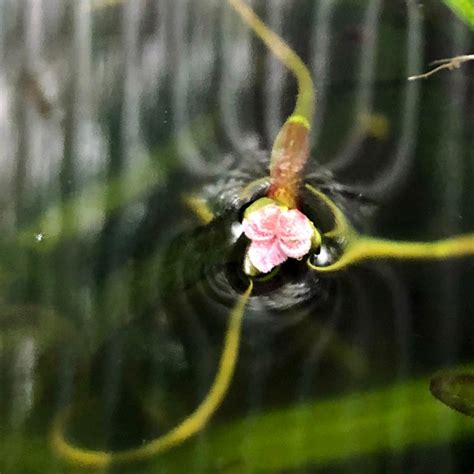 Flowering Vallisneria - Plants, Algae, and Fertilizers - C.A.R.E.