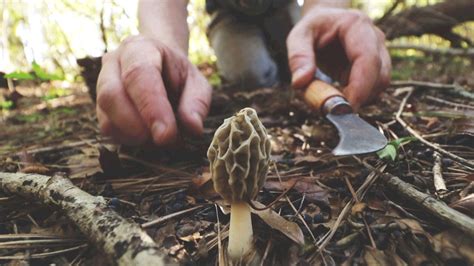 Morel Mushroom Hunting Georgia 2017 - YouTube