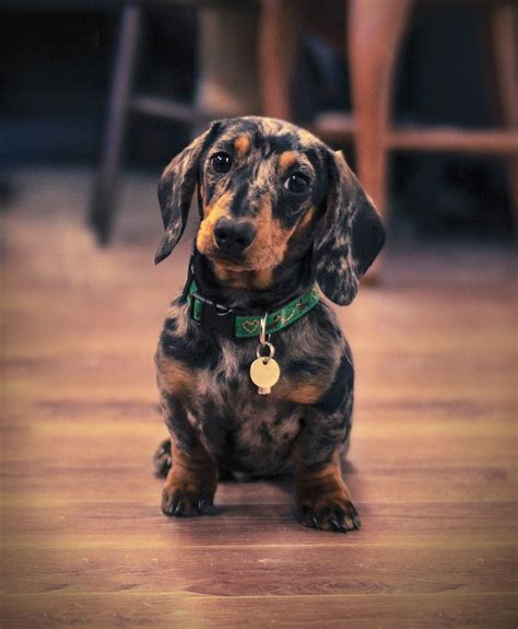 handsome dapple doxie | Loyal dog breeds, Dapple dachshund, Cute dogs