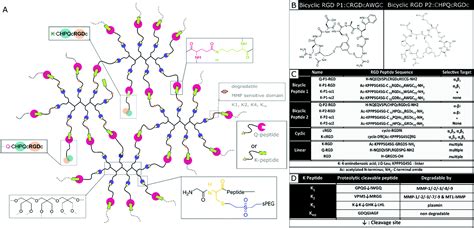 Bicyclic RGD peptides enhance nerve growth in synthetic PEG-based ...