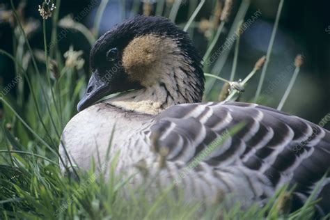 Hawaiian goose - Stock Image - Z828/0109 - Science Photo Library