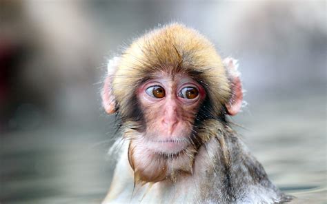 Wallpaper : monkey, wet, face, sad, sight 2560x1600 - wallpaperUp ...