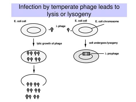 PPT - Bacteriophage lambda ( l ) PowerPoint Presentation, free download - ID:3196956