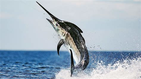 Black Marlin Fishing Tips, Destinations & Facts | Marlin