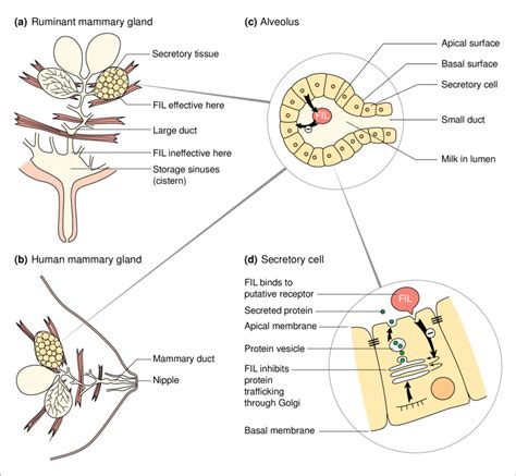 (a) Diagrammatic representation of the mammary gland of a dairy ...