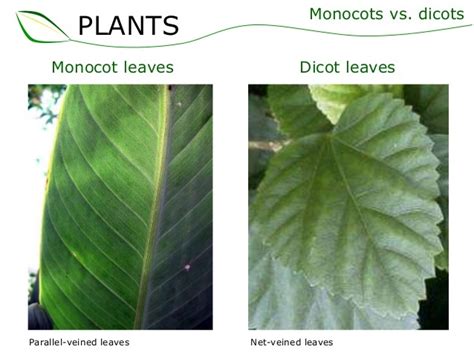 How to determine whether a leaf is monocot or dicot and how does it ...