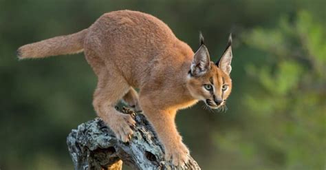 Caracal vs Serval: Key Differences Explained - A-Z Animals