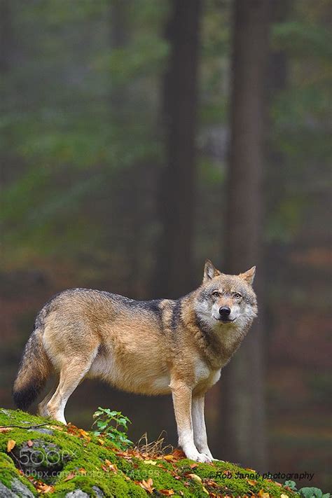 Eurasian Wolf | Eurasian wolf, Wolf photos, Wolf world