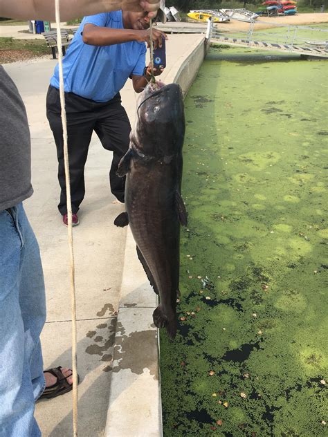 Caught on the Des Plaines River in Illinois [25 lb] : r/Fishing