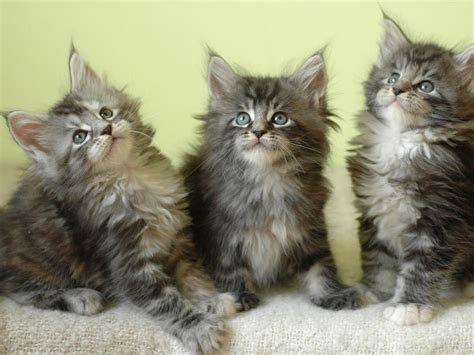 wallpapers: Maine Coon kittens