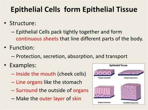 Structure Of Epithelial Tissue