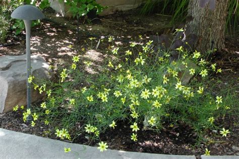 Moonbeam Coreopsis – iScaper Blog